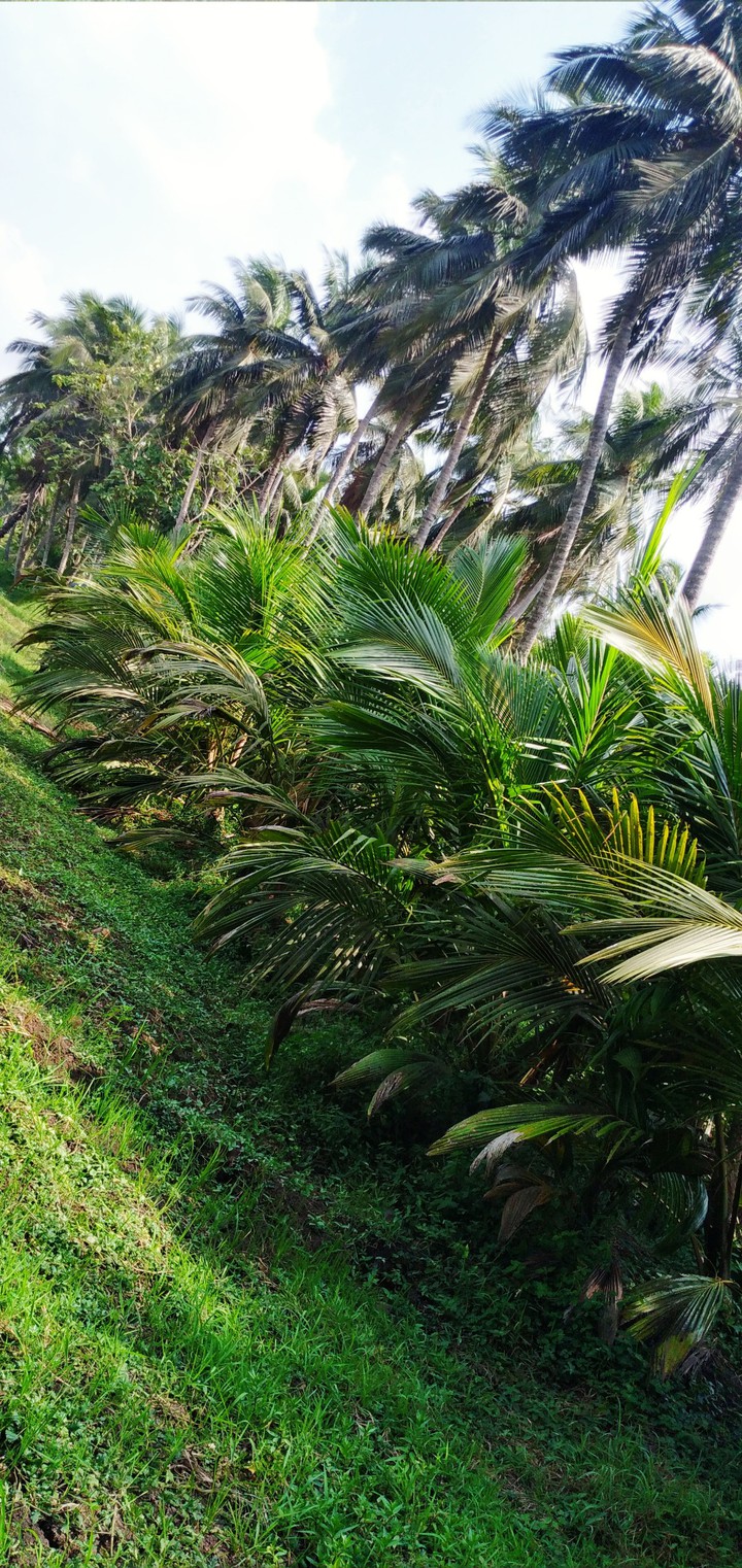 nature