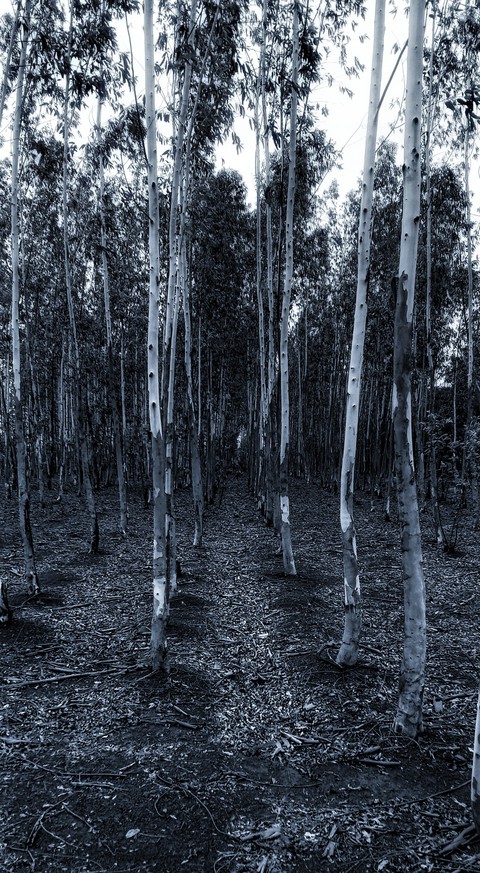 scenic beauty 4