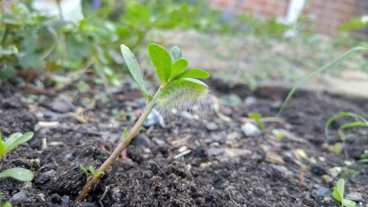 Sleeping Caterpillar