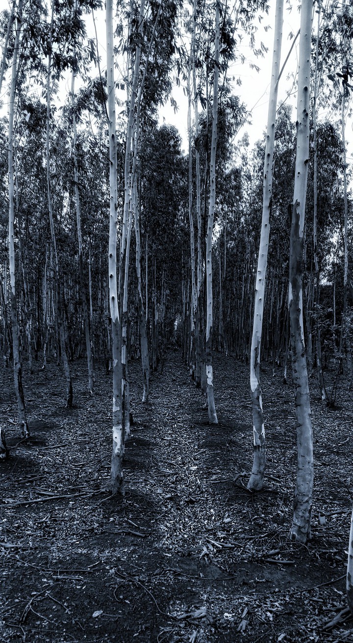 scenic beauty 4