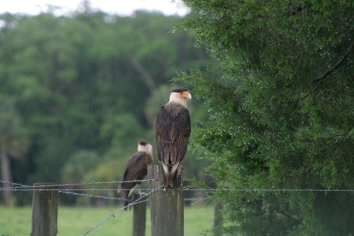 Crested Caracara