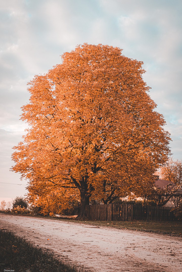 Golden tree