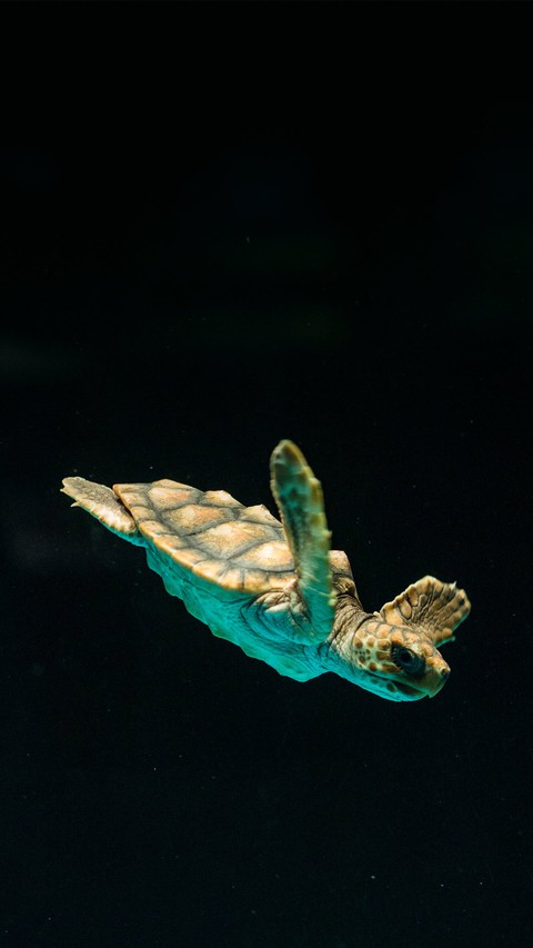 tartaruga