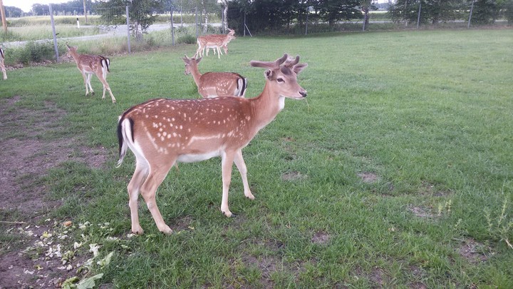 deers