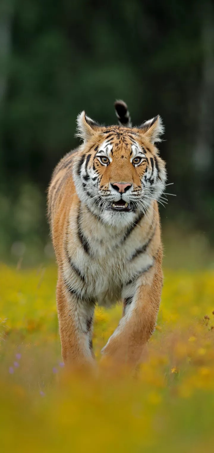 Sturdy Tiger