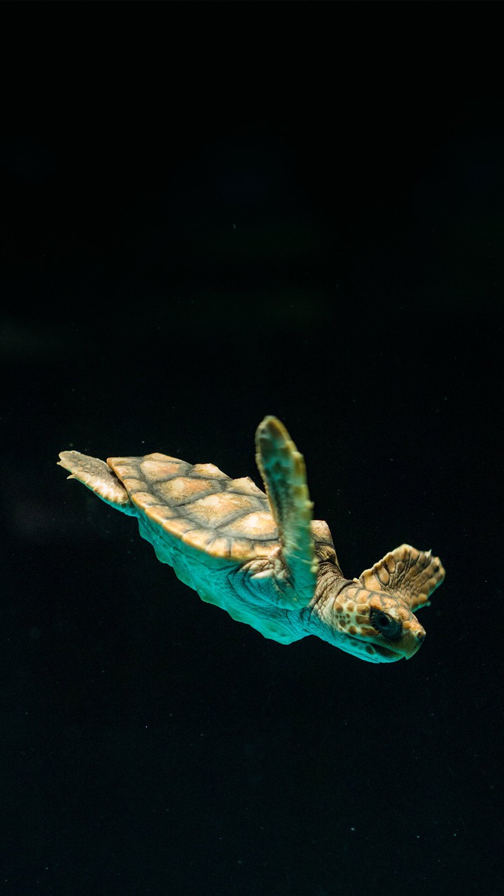 tartaruga