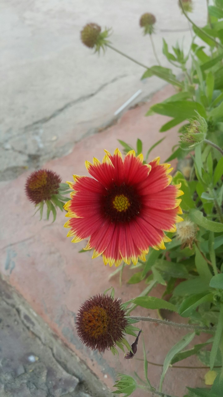 rose