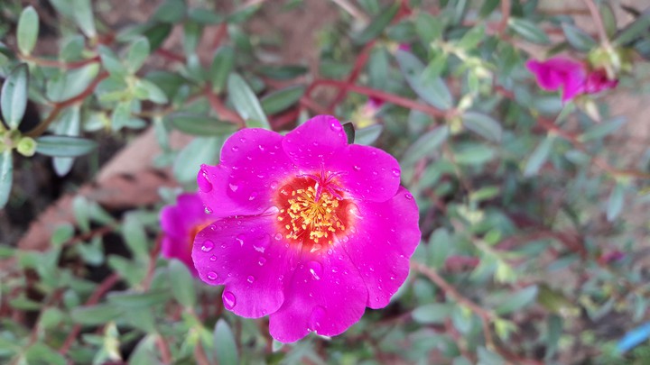 Red Flower