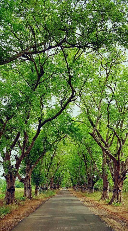 forest