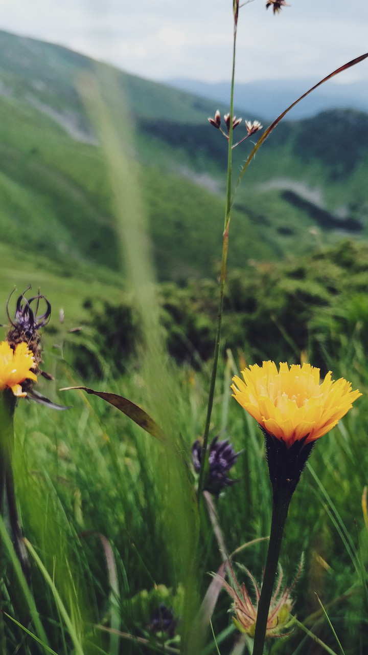 flower
