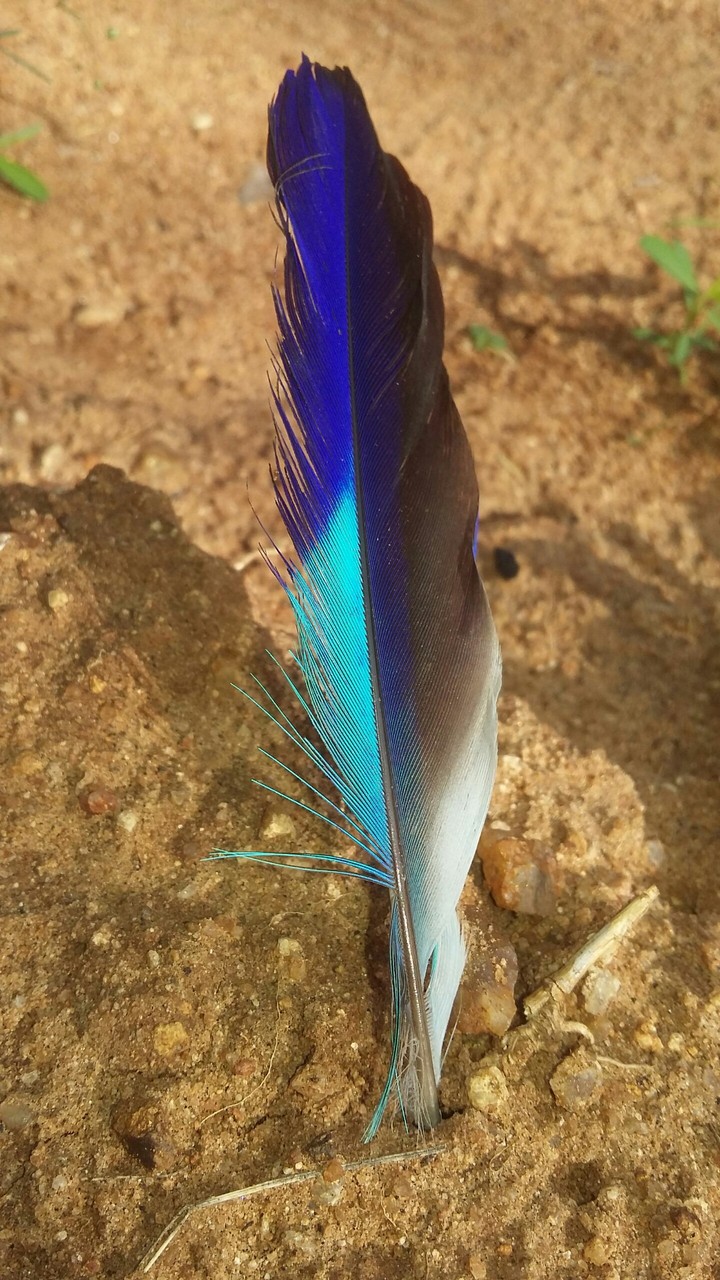 Feather