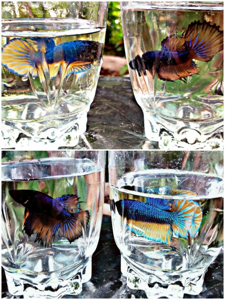 betta fish