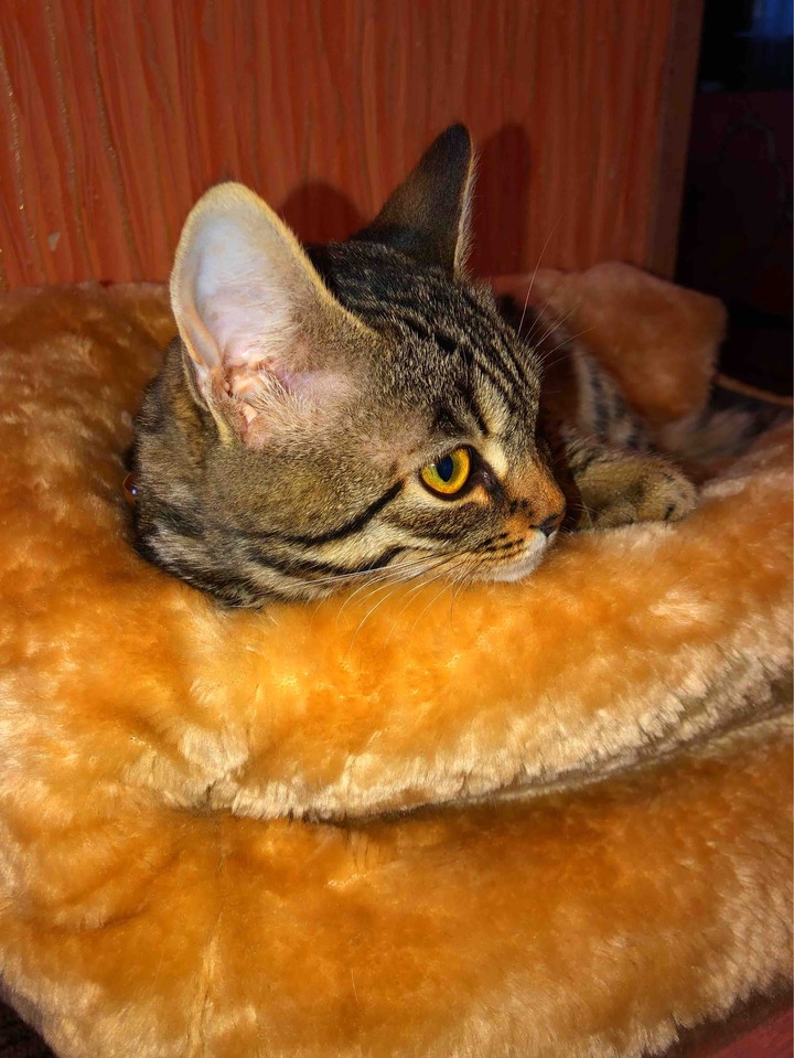 cat