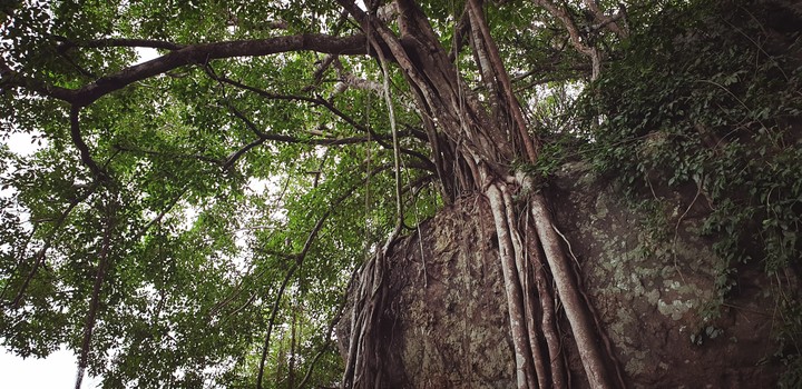 tree