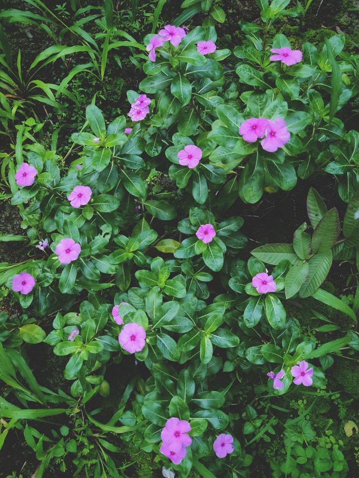 flowers