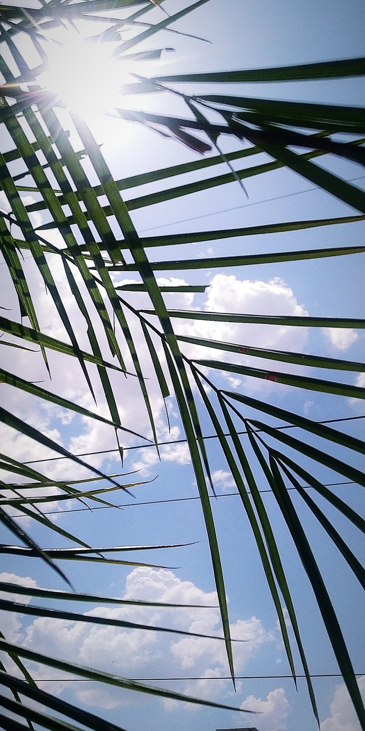 Sun through the leaves