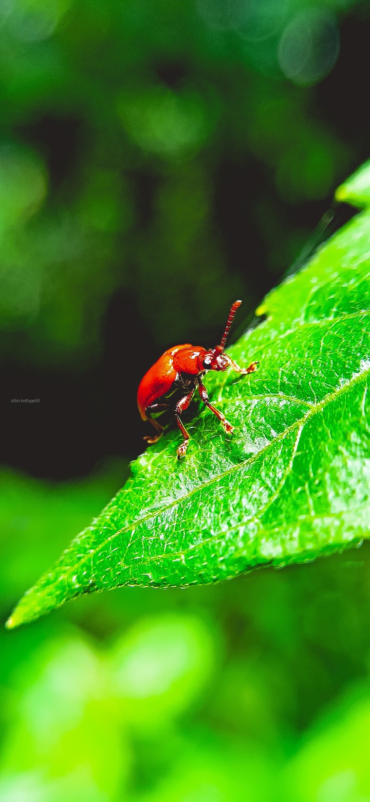 Bug
