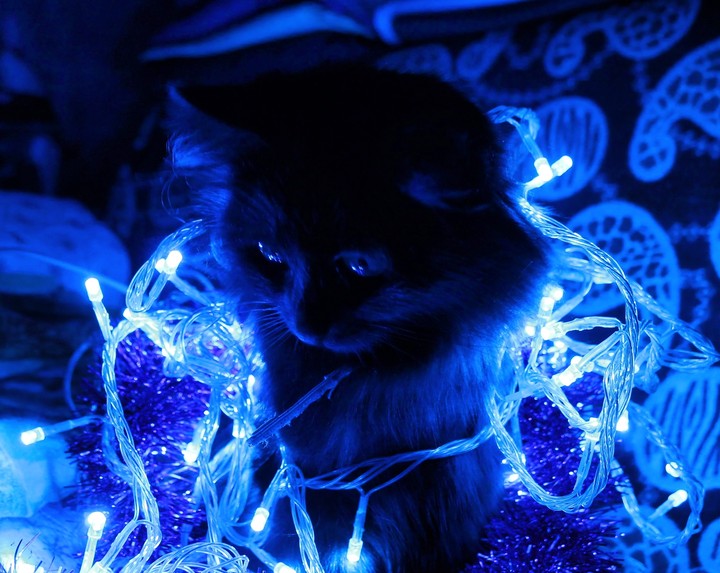 cat light