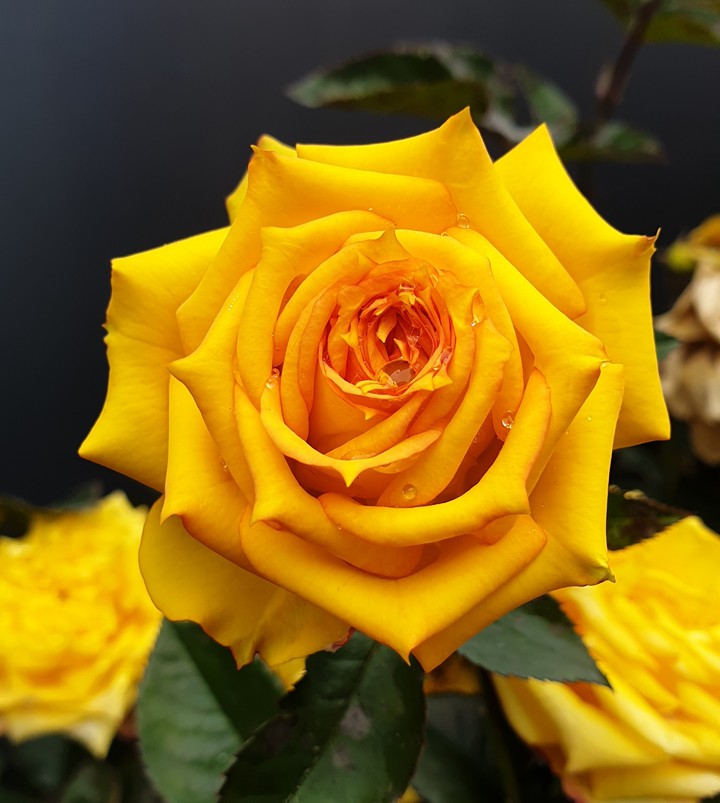 rose