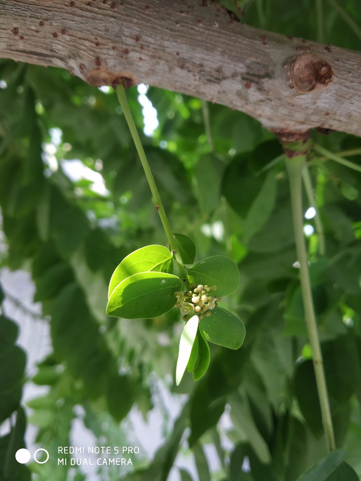 green leaf