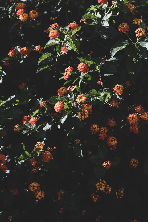 sfondi lantanas, Yellow