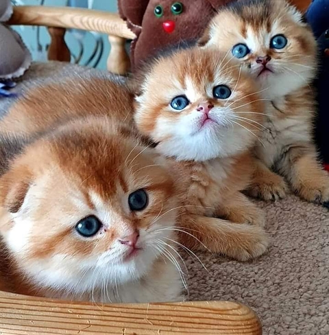 cat, Fawn duvar kağıtları