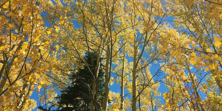 Colorado Autumn
