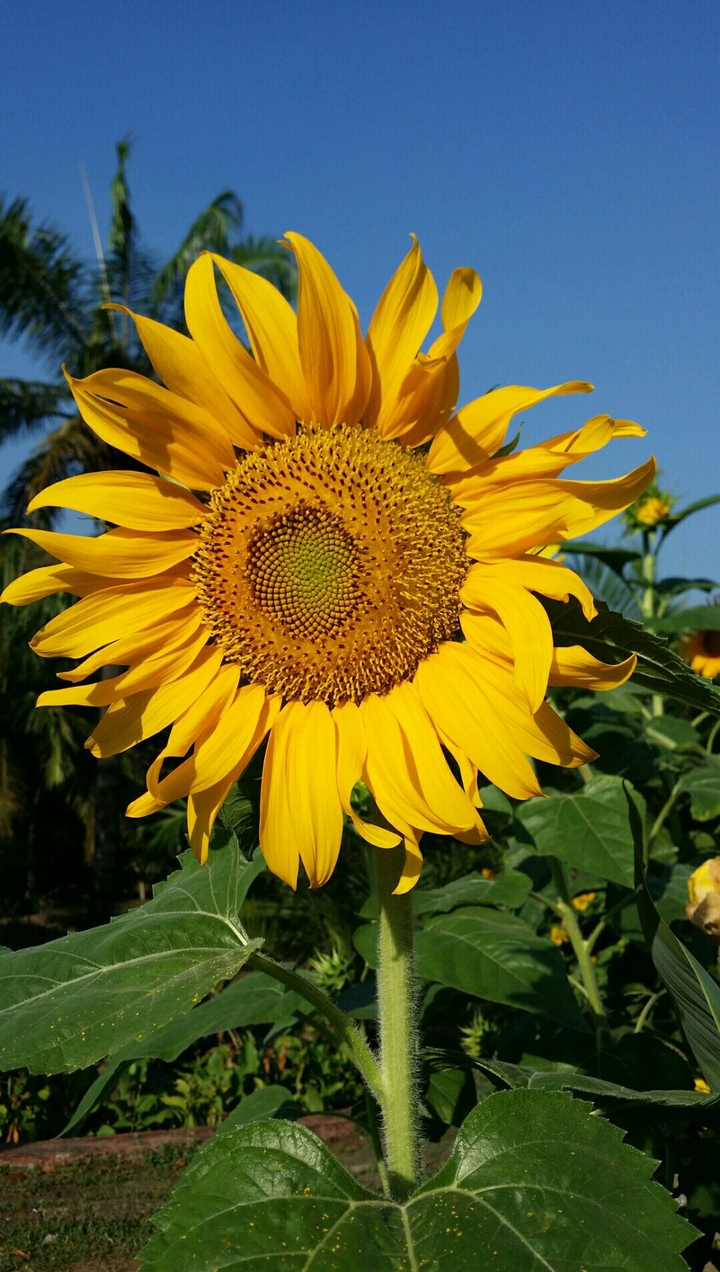 summer flower