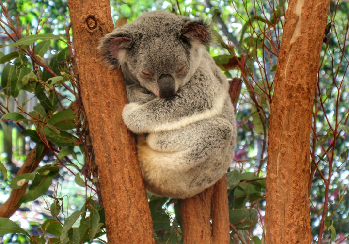 Koala