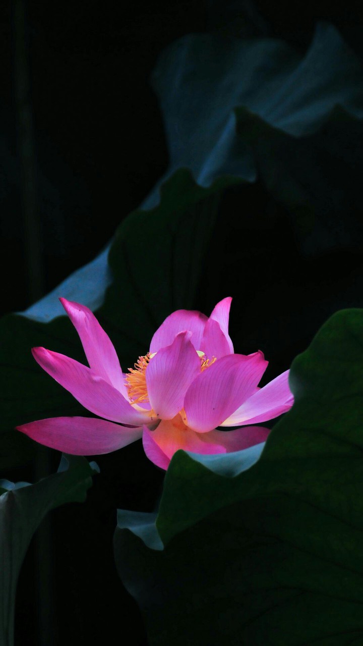 lotus flower