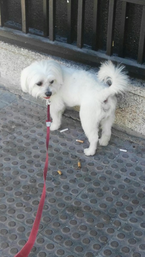 Perro