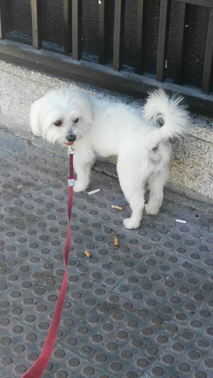Perro