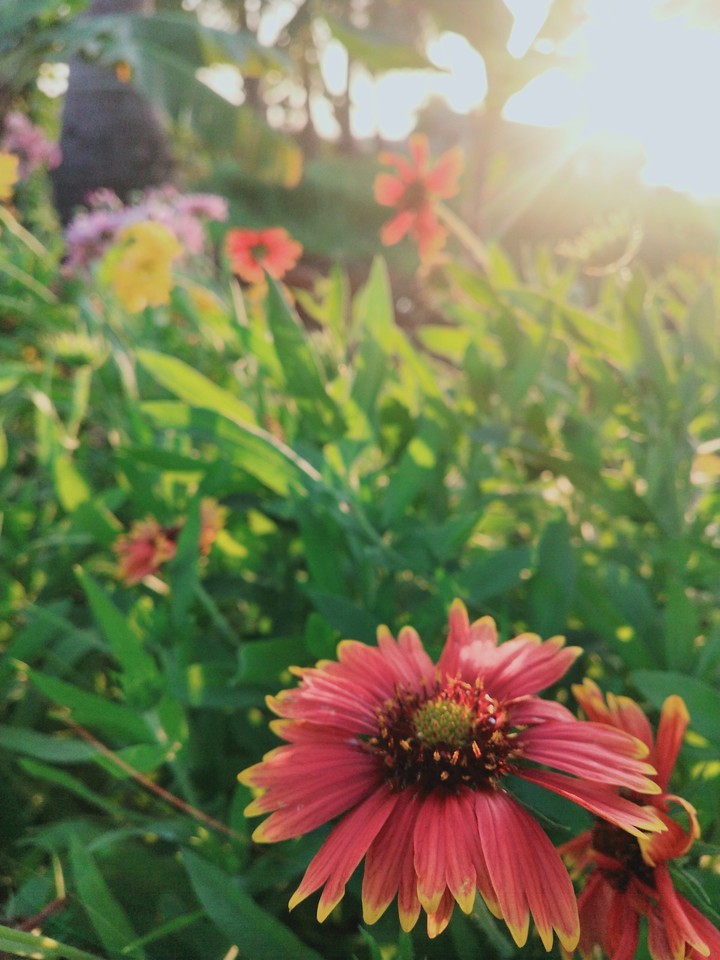 flowers love
