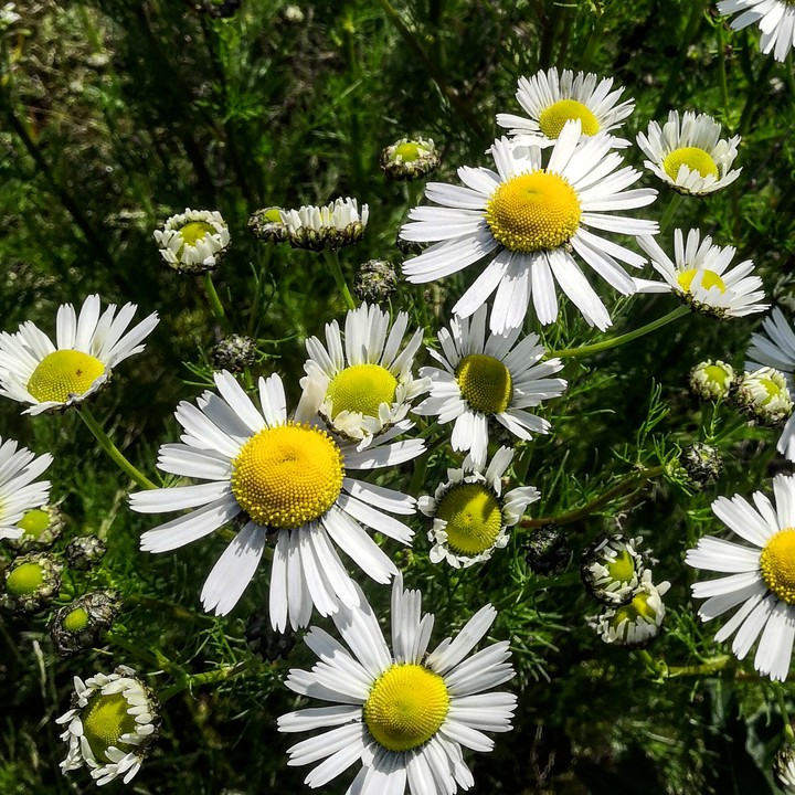 flowers