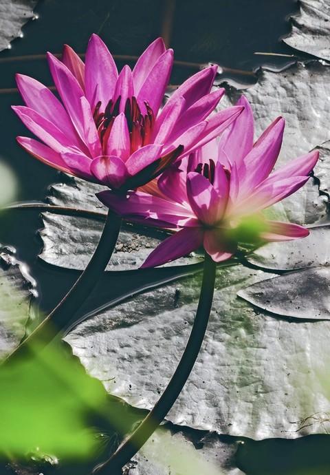tapety closeup, flower