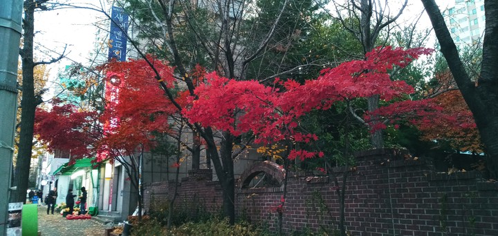 만추의 저녁 거리에서