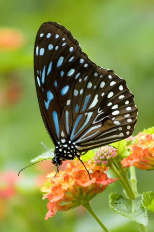 butterfly