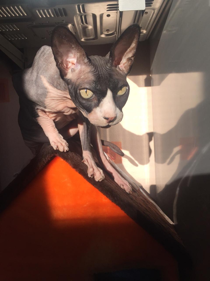 Кот Адидас