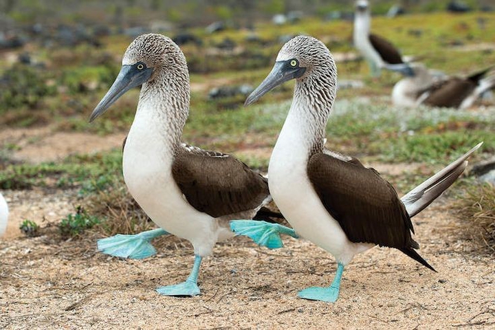 Birds