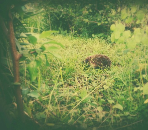 hedgehog