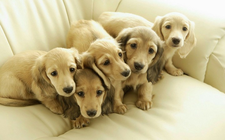 lovely dog....