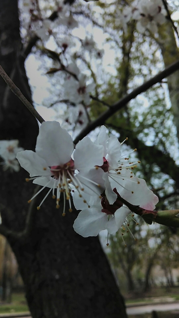 л