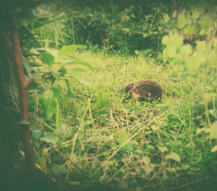 hedgehog