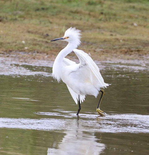 beautiful heron