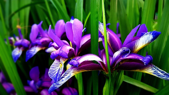 flowers