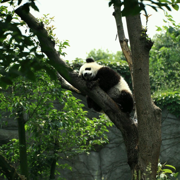 ❇➰PANDA➰❇