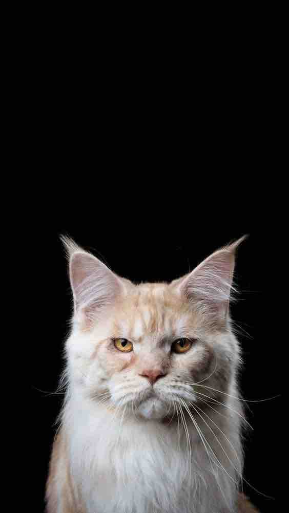 коте