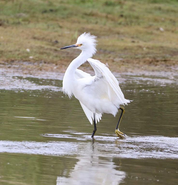 beautiful heron