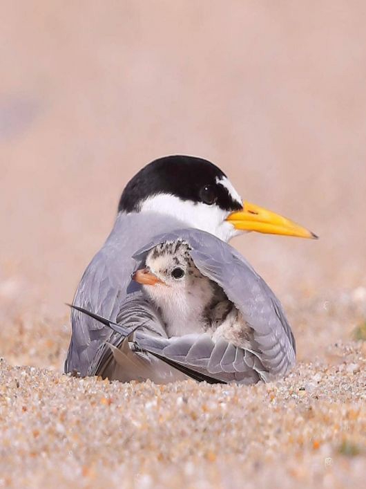 bird