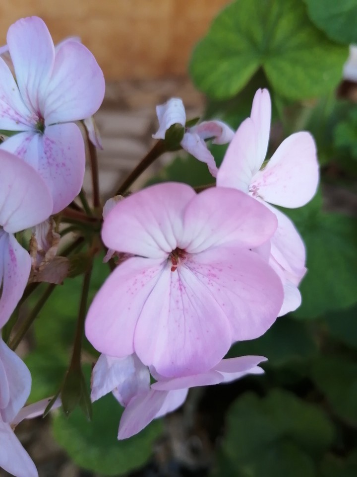 Pink Geranium
